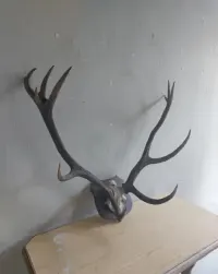 Stare poroże wieniec wraz z czaszka jelenia 75/100 cm. — ujęcie 5