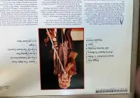 winyl Rod Stewart " Maggie May" mint — ujęcie 3