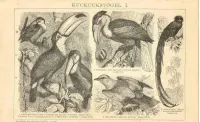 Oryginalna XIX w. grafika  Ptaki — ujęcie 2