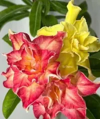 Adenium Obesum szczepiona roślina — ujęcie 5