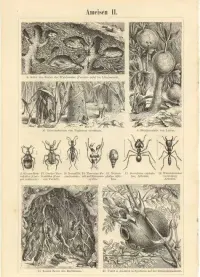Oryginalna XIX w. grafika Mrówki — ujęcie 2