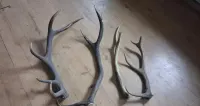 Poroże Jelenia Szlachetngo — ujęcie 5