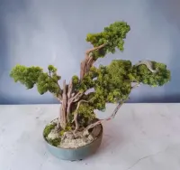 Rękodzieło, bonsai naturalne drewno . — ujęcie 2