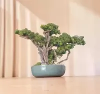 Rękodzieło, bonsai naturalne drewno . — ujęcie 3