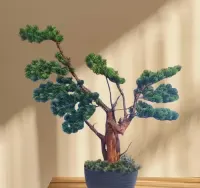 Rękodzieło, bonsai naturalne drewno . — ujęcie 4