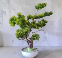 Rękodzieło, bonsai naturalne drewno . — ujęcie 5