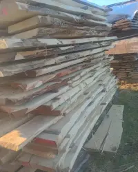 Tarcica akacji akacjowa akacja — ujęcie 2