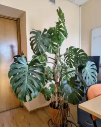 Monstera Deliciosa w donicy 180 cm 19 liści — ujęcie 4