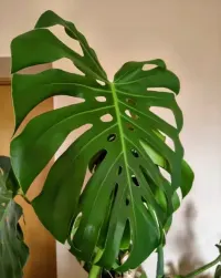 Monstera Deliciosa w donicy 180 cm 19 liści — ujęcie 3