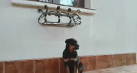Kwietnik kuty ozdoba kwiaty dekoracja — ujęcie 2