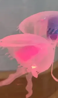 Lampka nocna z pływającymi meduzami — ujęcie 5