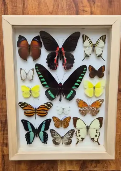Gablotka motyle Trogonoptera Papilio Heliconius i inne na ścianę — praca rekin320, Elbląg