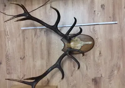 Poroże jelenia 5,5 kg — praca Kamila, Szczecin