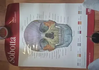 plakat medyczny anatomia Sobotta — praca Popiołolis, Sędziszów Małopolski