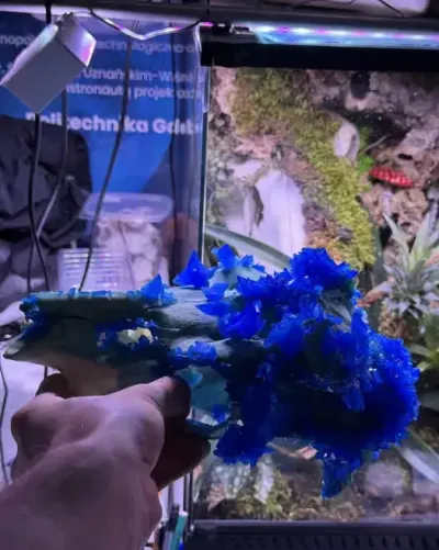 Czaszka z kryształami art natural drco kryształy kamyczki eksponat — praca GeckoForge, Gdańsk