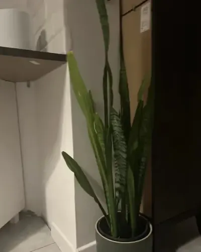 Kwiat sensaveria duzy Ok 70cm — praca ola.my, Poznań