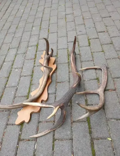 Poroże, poroże jelenia — praca rrr, Poznań