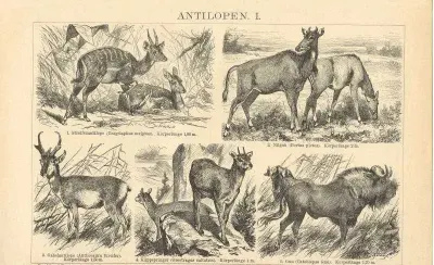 Oryginalna XIX w. grafika  Antylopy — praca Damian K., Wrocław