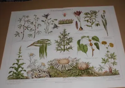Kwiaty - Botanika   oryginalna  XIX w.  chromolitografia — praca Stanisław P., Katowice