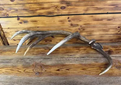 Zrzut jelenia 3,6 kg zrzuty jeleń łoś poroże tyka myślistwo nr 6 — praca PoCoToKomu, Grajewo